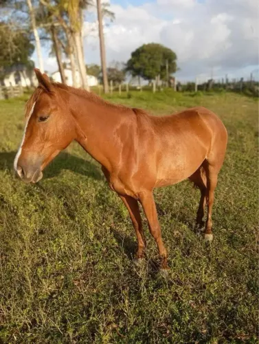 cavalo