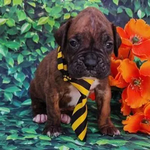 Filhote Boxer Brindle - Puro Sangue