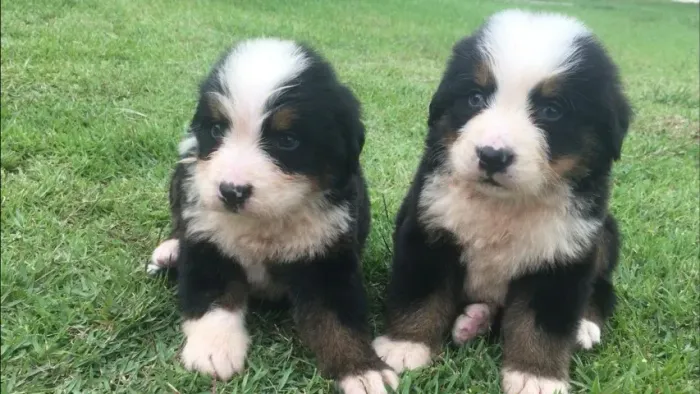 Bernese Mountain Fêmea e machinho com pedigree vacinados e garantia de saúde em contrato