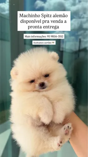 Bebês Lulu da pomerania para venda 