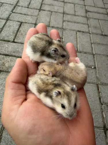 Hamster anão russo