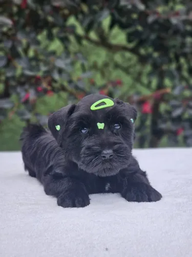 Schnauzer Miniatura | Entrega em CG 24/08