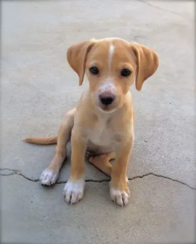 Filhotes de Beagle | Seu novo companheiro pode estar aqui.