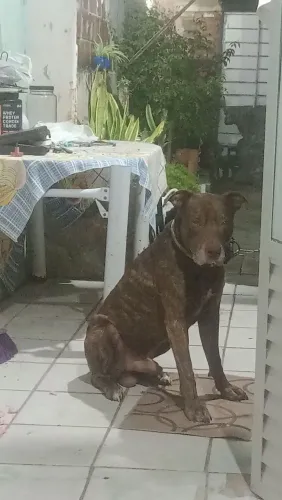 Doação de Pitty bull