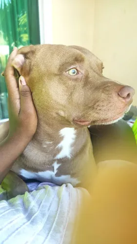 Adoção PITBULL MACHO ZION 