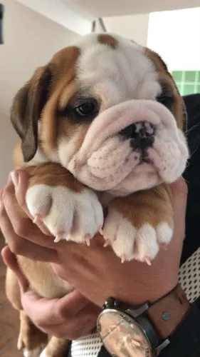 Bulldog Inglês Cheio de Charme ?