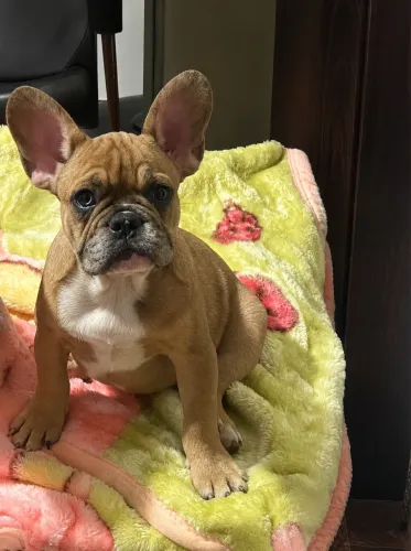 Filhote de bulldog francês