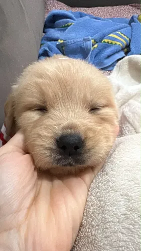 Golden Retriever Filhote Macho e Fêmea de Excelente Linhagem