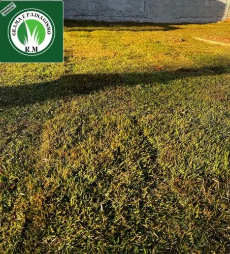 Grama Bermuda Verde Forte Produto Selecionado 