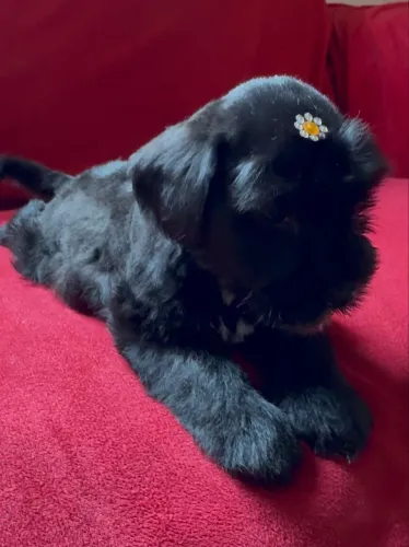 Filhotes de SCHNAUZER MINIATURAS 