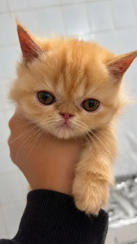 Gato persa