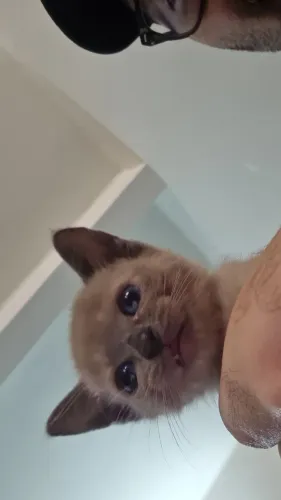 Doação Filhote de gato
