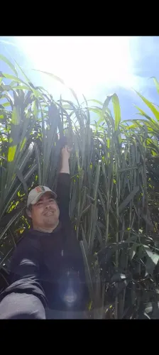 AS CHUVAS ESTA CHEGANDO PLANTE CAPIAÇU E NAO SOFRA NO VERAO