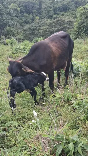 NOVILHA LEITEIRA COM BEZERRO NO PE