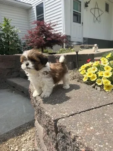 Shih Tzu Puro - Ideal para Companhia