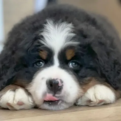 Filhotes de Bernese | Mini amigos encantadores
