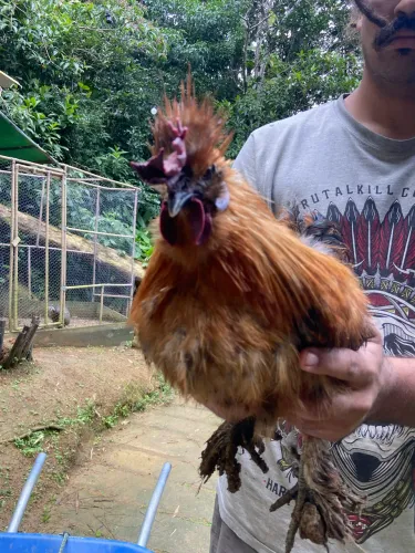 Casal galinha sedosa do Japão