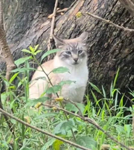 Adoção gatinha de sofá, abandonada pela família