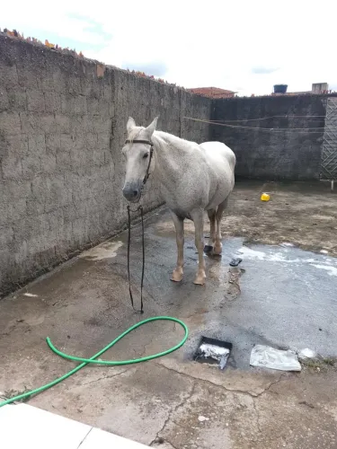 Cavalo