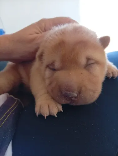 Filhote Shar Pei
