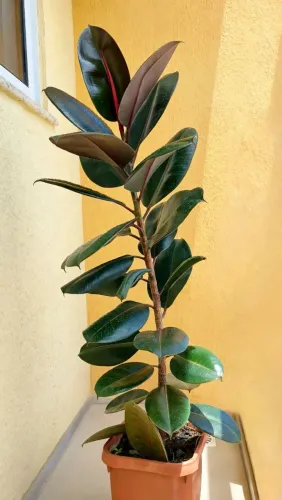 Planta Ficus Elástica