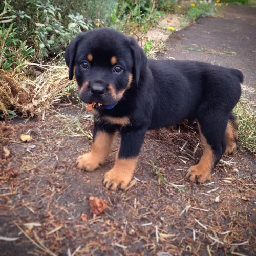 Rottweiler Esse filhote tem um charme difícil de explicar
