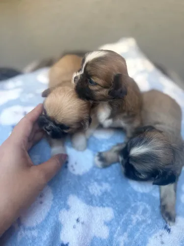 Filhotes de shih-tzu puro