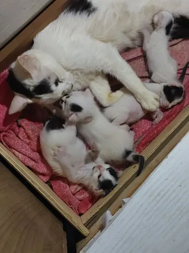 Gatospara adoção 