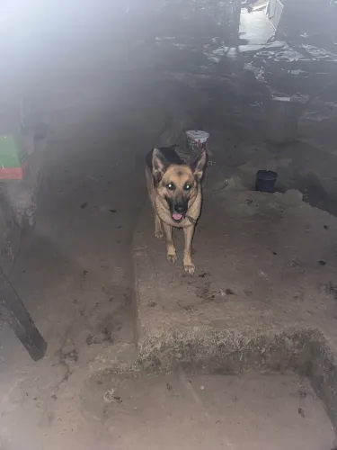 pastor alemão macho disponível para cruza