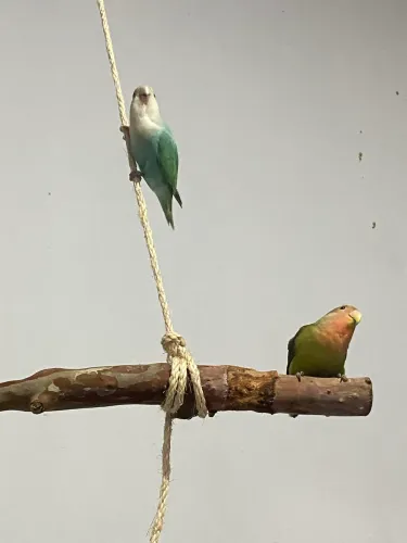 Hospedagem para aves