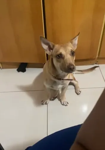 Doa se cachorrinha