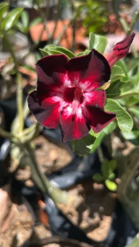 Rosa do deserto - Black