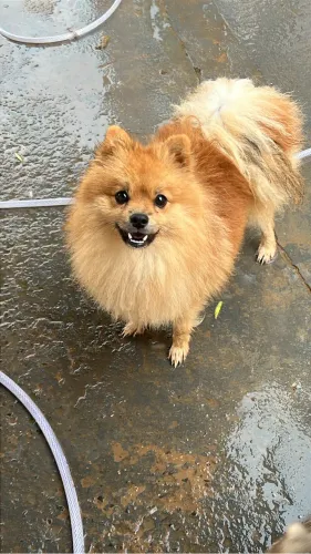 Cachorro splitz alemão Procura uma namorada