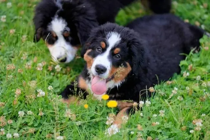 Bernese de Excelente Padrão ?