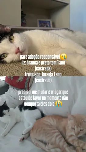 GATOS CASTRADOS ADOÇÃO RESPONSÁVEL 