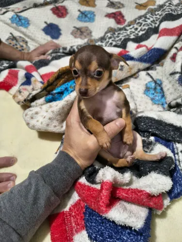 Pinscher