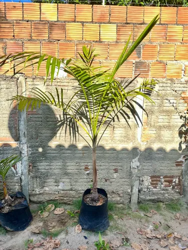 Plantas naturais em Oferta