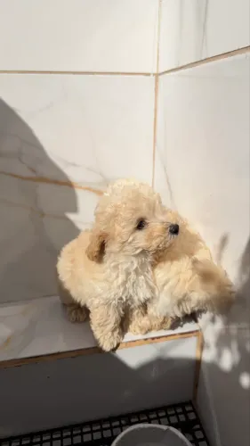Poodle Micro Toy Machos 