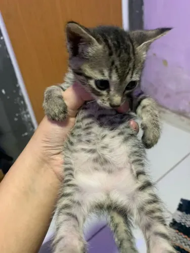 Doação de gatos