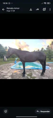 Cavalo Manga Larga