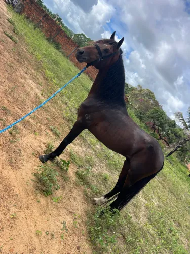 Vende um cavalo