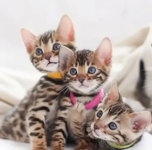 Bengal Filhotinhos amorosos