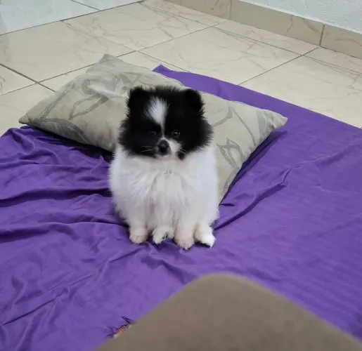 Spitz alemão fêmea 