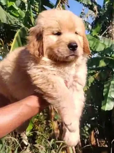 Lindos filhotes de Golden Retriever 