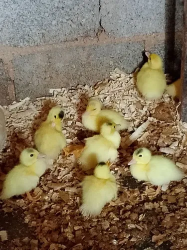 Pintinhos Apartir de 30 dias
