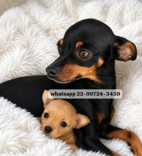 Pinscher miniatura zero verdadeiro bibelô!
