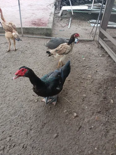 CASAIS PATO PAYSANDU