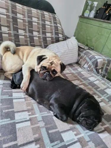 Filhotes de Pug Preto (Pais no local)