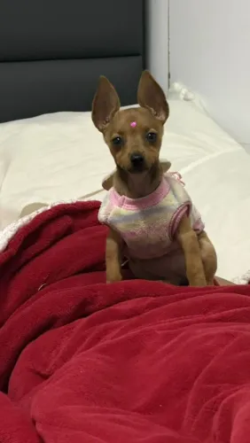 Pinscher