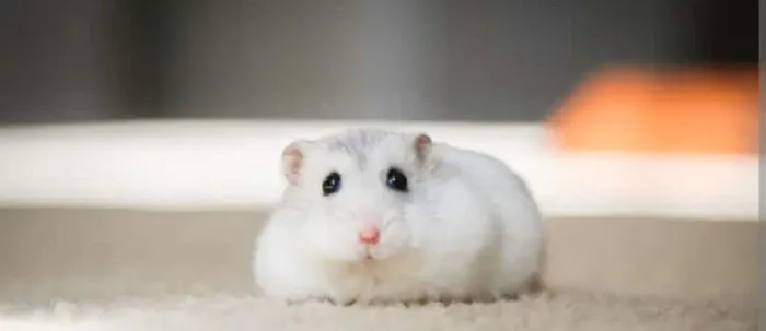 Hamster Anão 